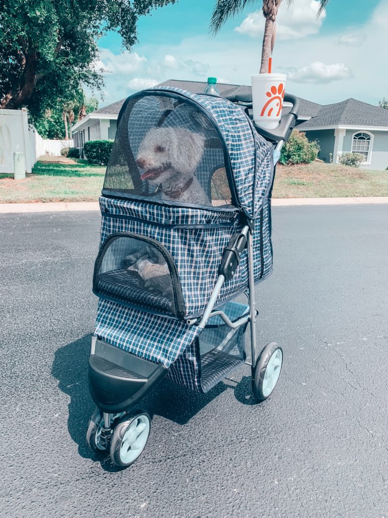 dog in dog stroller with chick-fil-a cup